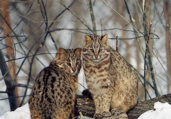 В России ученые оценили и заморозили семя редкого амурского лесного кота