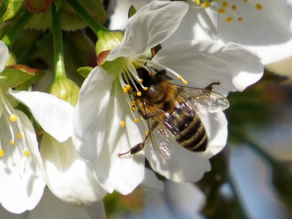 Ученые: Осы и пчелы идентифицируют людей по лицу