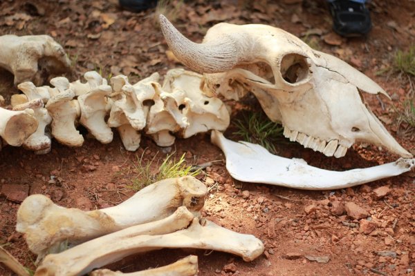 Археологи нашли кости неизвестного парнокопытного, жившего в ледниковый период