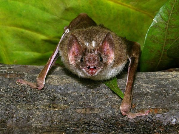 Летучие мыши-вампиры являются переносчиками бактерий бартонеллы