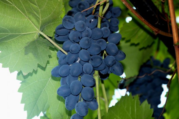 Ученые выяснили, что виноград помогает при борьбе с онкологией