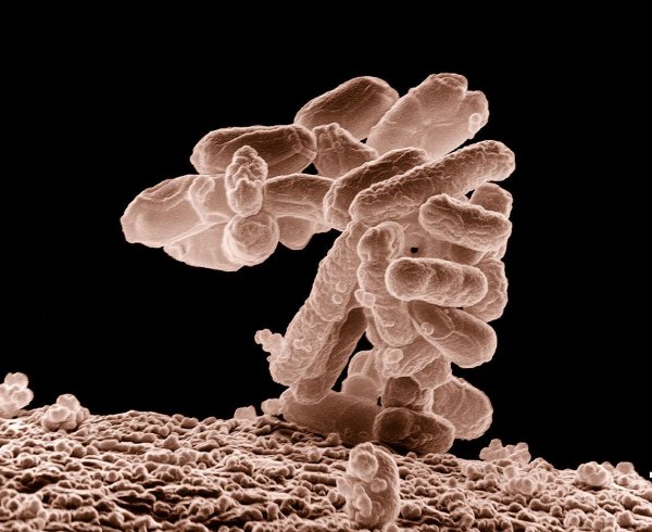 Ученые намерены поместить микробы в «ноев ковчег»