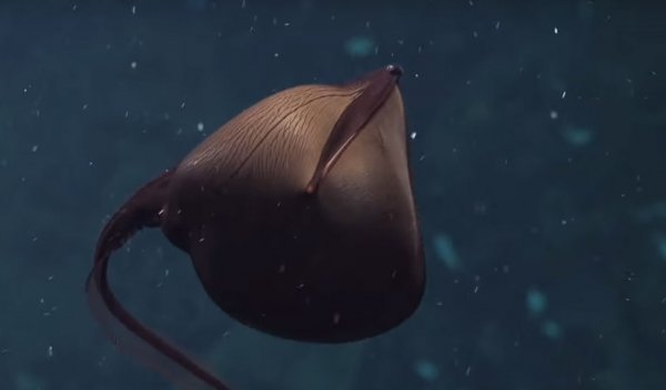 Ученые впервые сняли на камеру странное существо из глубин океана