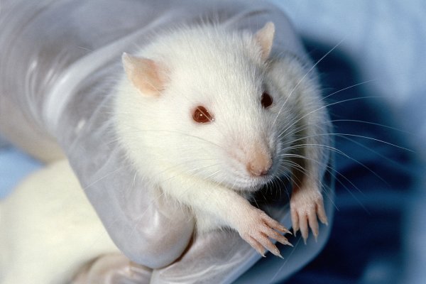 Учёные впервые добились рождения живых мышей от двух отцов