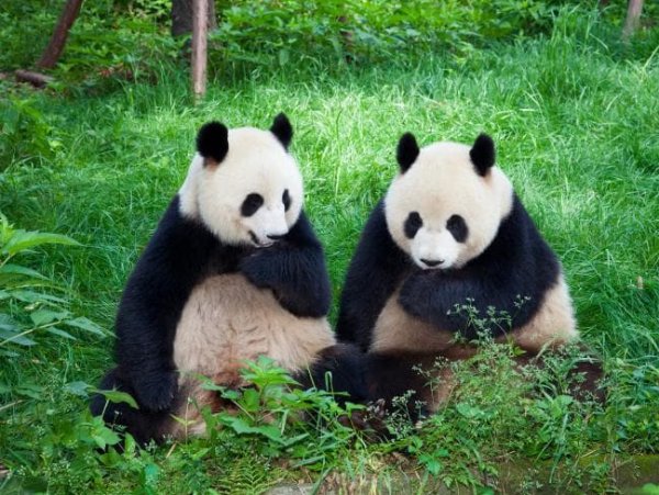 Самцы панд перед спариванием поют самкам романтические песни – ученые